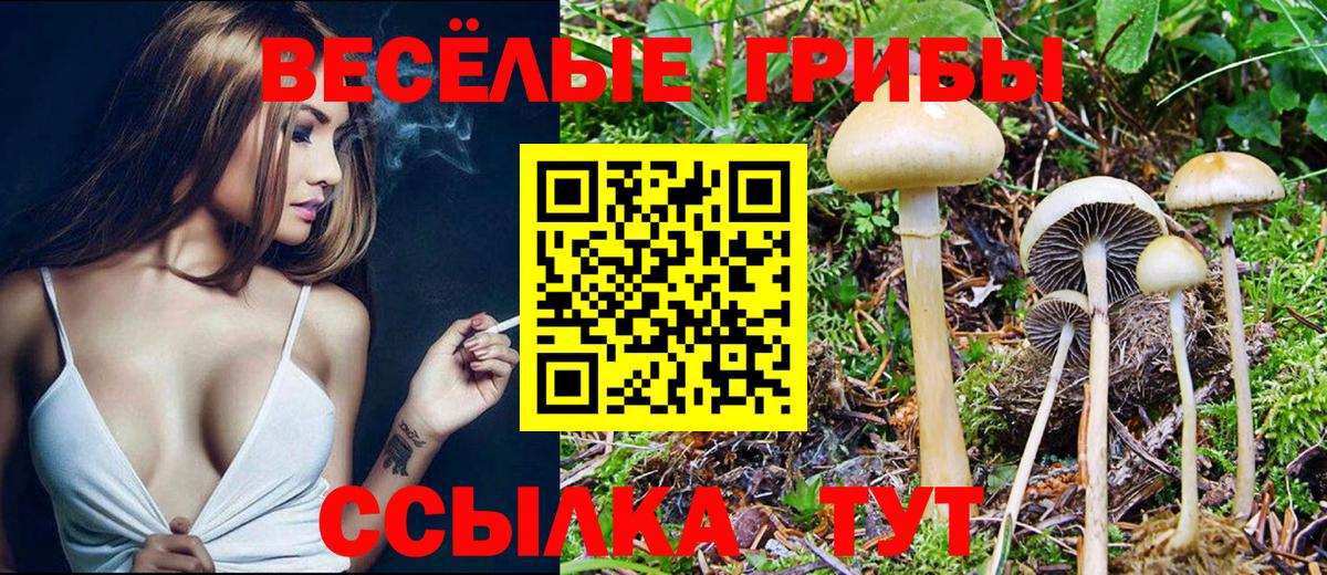 Псилоцибиновые грибы Cubensis Севастополь